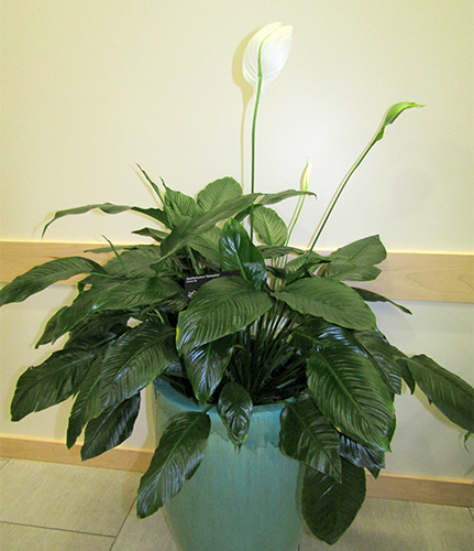 Spathiphyllum-variasjon Sensasjon