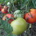 Gin's tomato variety