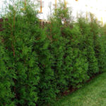 Thuja Brabant barat