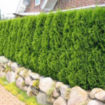 Thuja western Smaragd