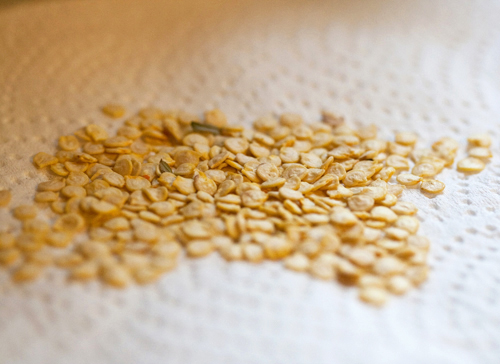 Soaking pepper seeds before planting