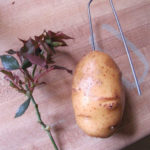 Cutting roses in potatoes