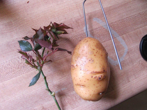 Cutting roses in potatoes