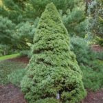 Canadian spruce Sanders Blue