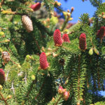 Norway spruce Akrokona