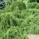 Norway spruce Inversa