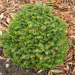 Norway spruce Little Jam