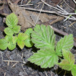 Reproduction of remontant raspberries by cuttings