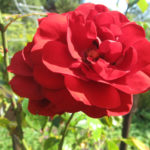 Rose Amadeus (Amadeus)