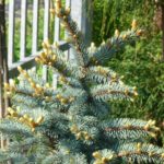 Colorado spruce Belobok