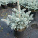 Colorado spruce Blue Diamond