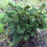 Colorado spruce Lucky Strike