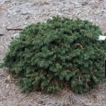 Colorado spruce Waldbrunn