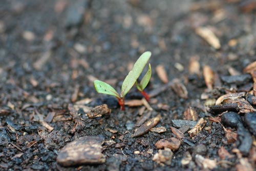 Features of planting beet seeds in open ground