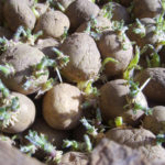 Planting potatoes before winter is a way to get an early harvest