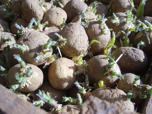 Planting potatoes before winter is a way to get an early harvest