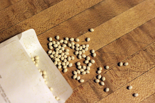 Sowing carrot seeds in open ground