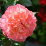 Rose of Augusta Luise (Augusta Luise)