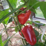 Pepper variety Butuz