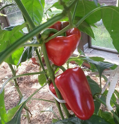 Pepper variety Butuz