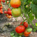 Tomato variety Altai Masterpiece