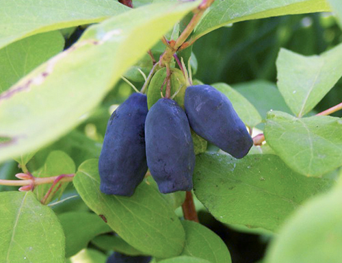 Honeysuckle variety Berel