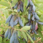 Honeysuckle cultivar Pride of Bakchar