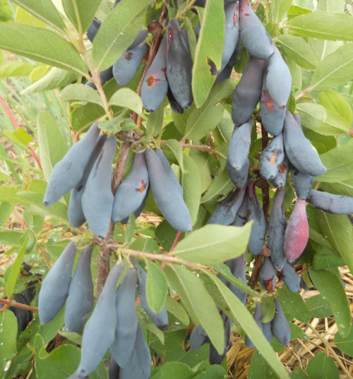 Honeysuckle cultivar Pride of Bakchar