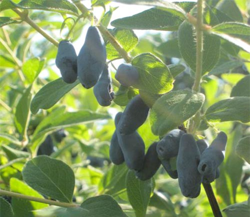 Silginka honeysuckle variety