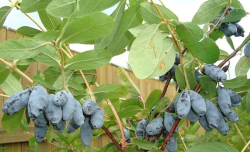 Honeysuckle variety Titmouse