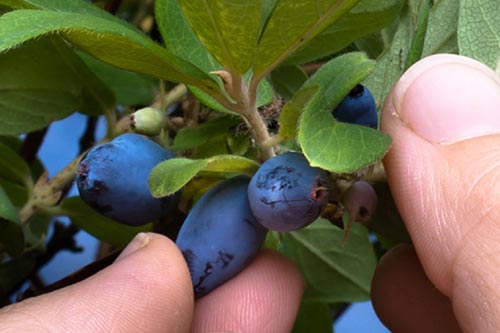 Pelbagai jenis Honeysuckle Slastena