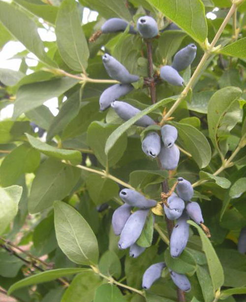 Honeysuckle variety Tomichka