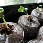 Growing Romanesco cabbage in the garden