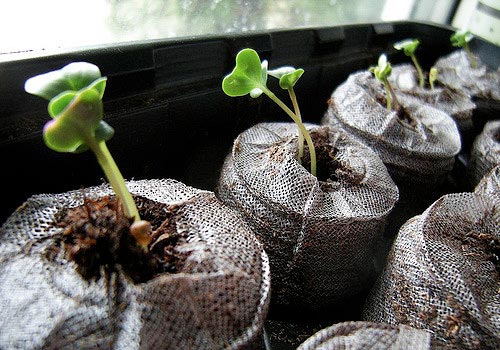 Growing Romanesco cabbage in the garden