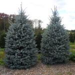 Colorado spruce Fat Albert