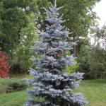 Colorado spruce Hoopsie