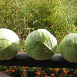 Blizzard cabbage variety