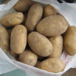 Potato variety Kolobok