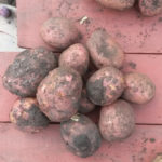 Potato variety Lyubava