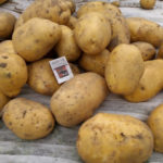 Potato variety Santa (Sante)