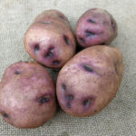 Sineglazka potato variety