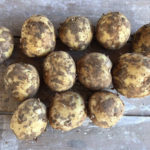 Potato variety Veneta (Vineta)