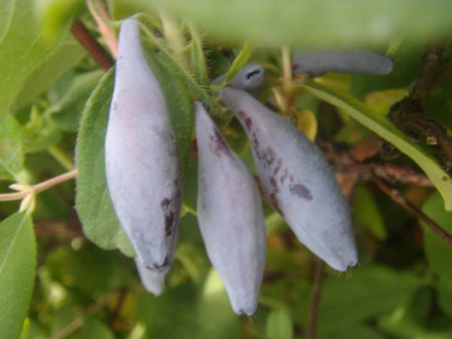 Honeysuckle variety Bakcharskaya Jubilee