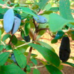 Honeysuckle variety Swan