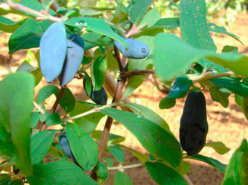 Honeysuckle variety Swan