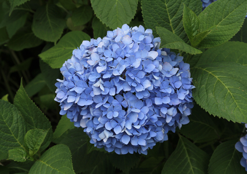 Hvordan endrer jeg fargen på en hortensia i hagen min?