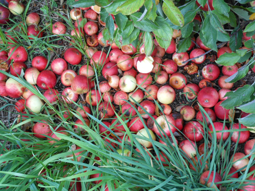 Why does the apple tree shed fruit?