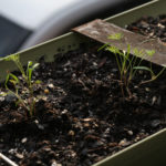 Planting and growing dill on the windowsill