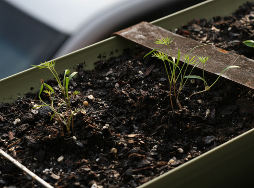 Plante og dyrke dill på vinduskarmen