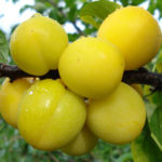 Cherry plum variety Tsarskaya